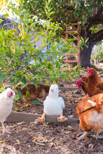 Load image into Gallery viewer, Henrietta the Hen Rattle